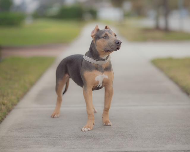 Walter, an adopted mixed breed in Orlando, FL image 6/6