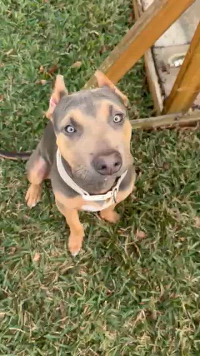 Enlarge Walter, a ADOPTABLE mixed breed in Orlando, FL video 1/2