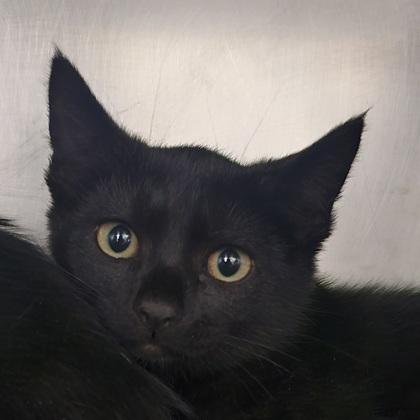 Scout, Adoptable, Young Male Domestic Short Hair & Domestic Short Hair.