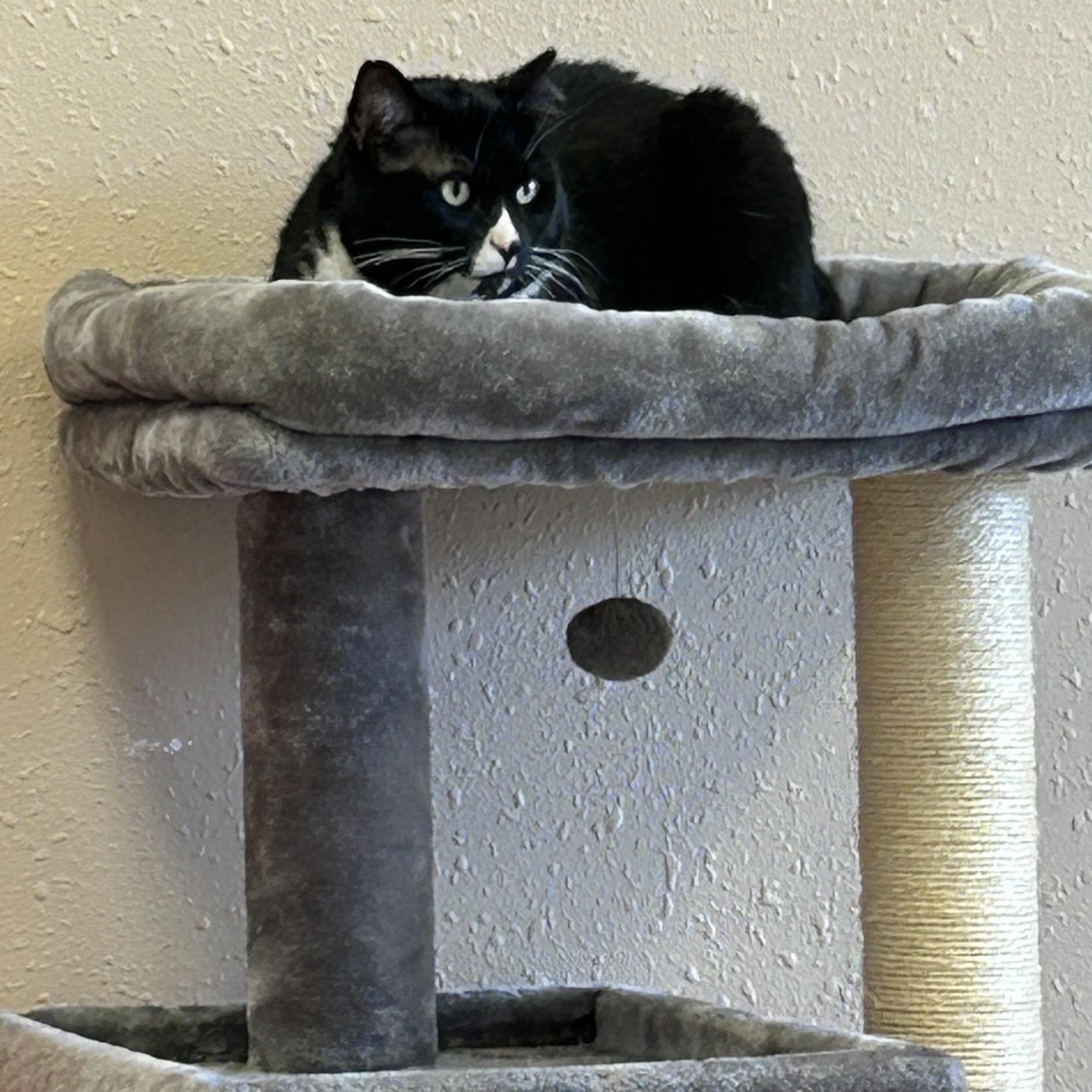 Enlarge Steinbeck, a Adoptable Domestic Short Hair in Decatur, IL image 3/4