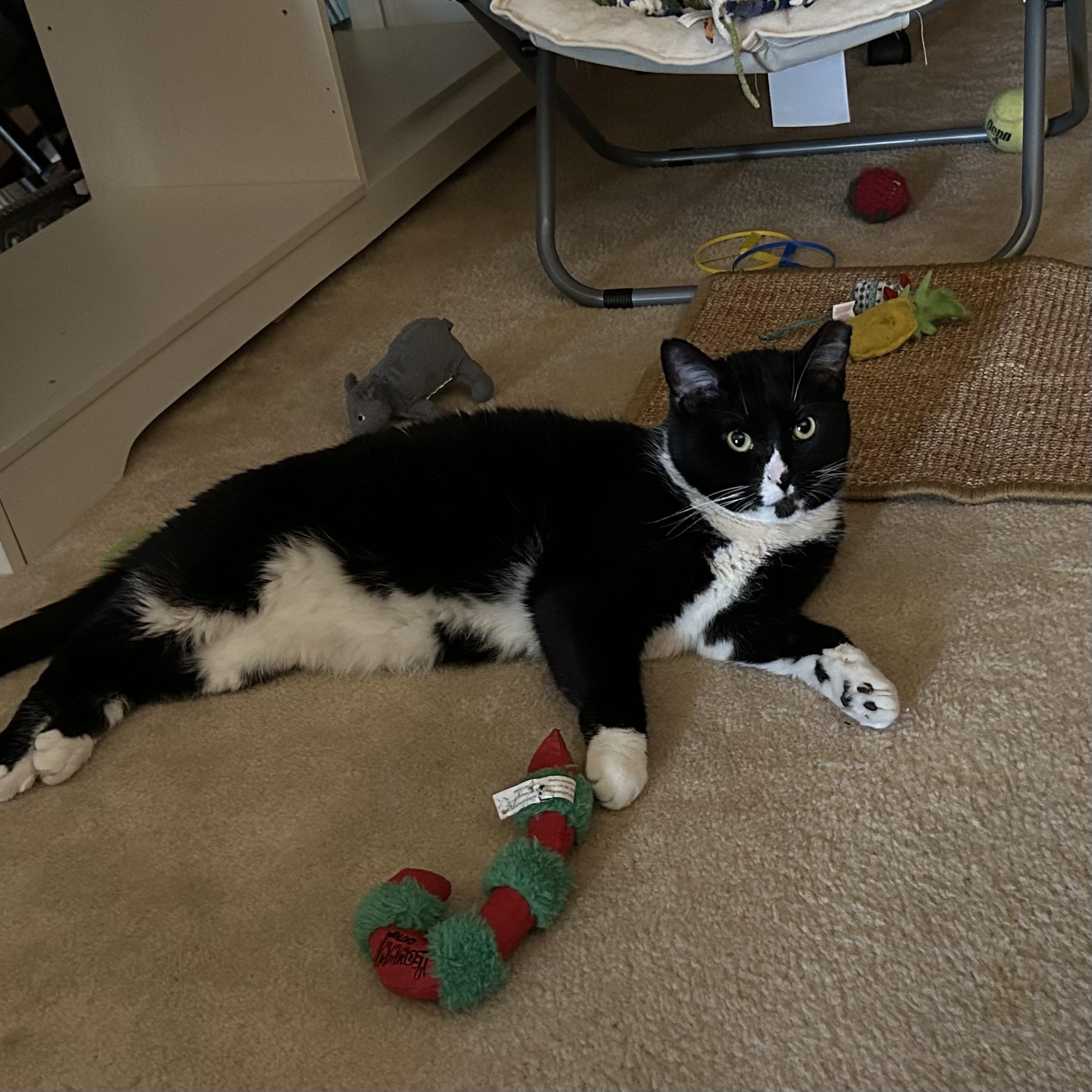 Enlarge Steinbeck, a Adoptable Domestic Short Hair in Decatur, IL image 2/4