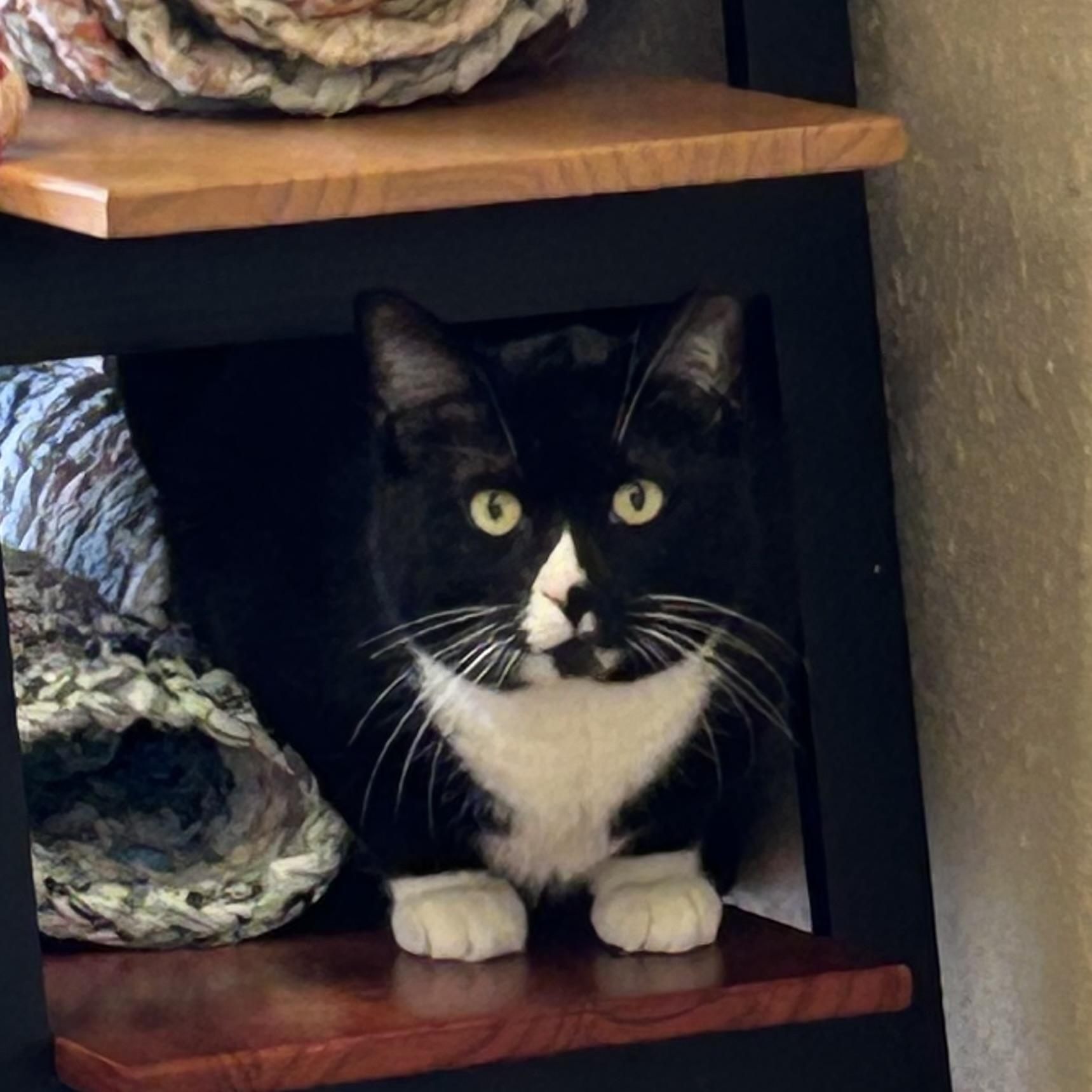 Steinbeck, Adoptable, Adult Male Domestic Short Hair.