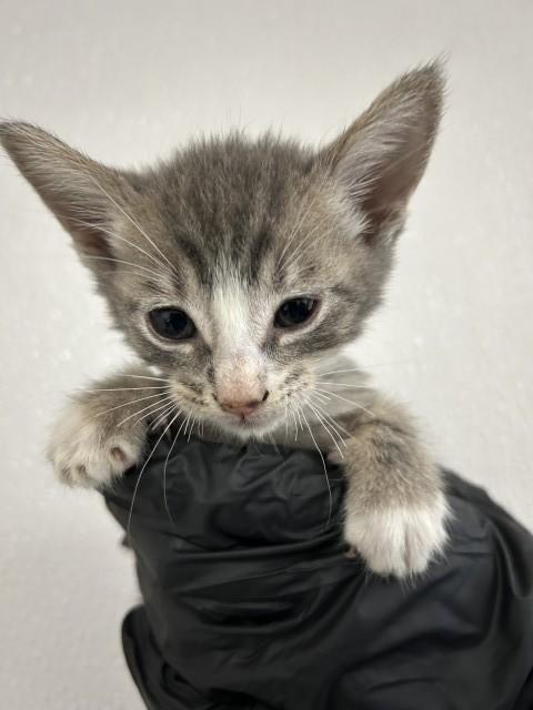 KAROL, Adoptable, Young Female Domestic Short Hair.