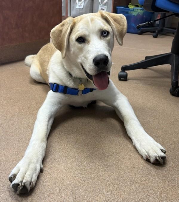 Enlarge Milo, a Adoptable mixed breed in Dublin, CA image 1/1