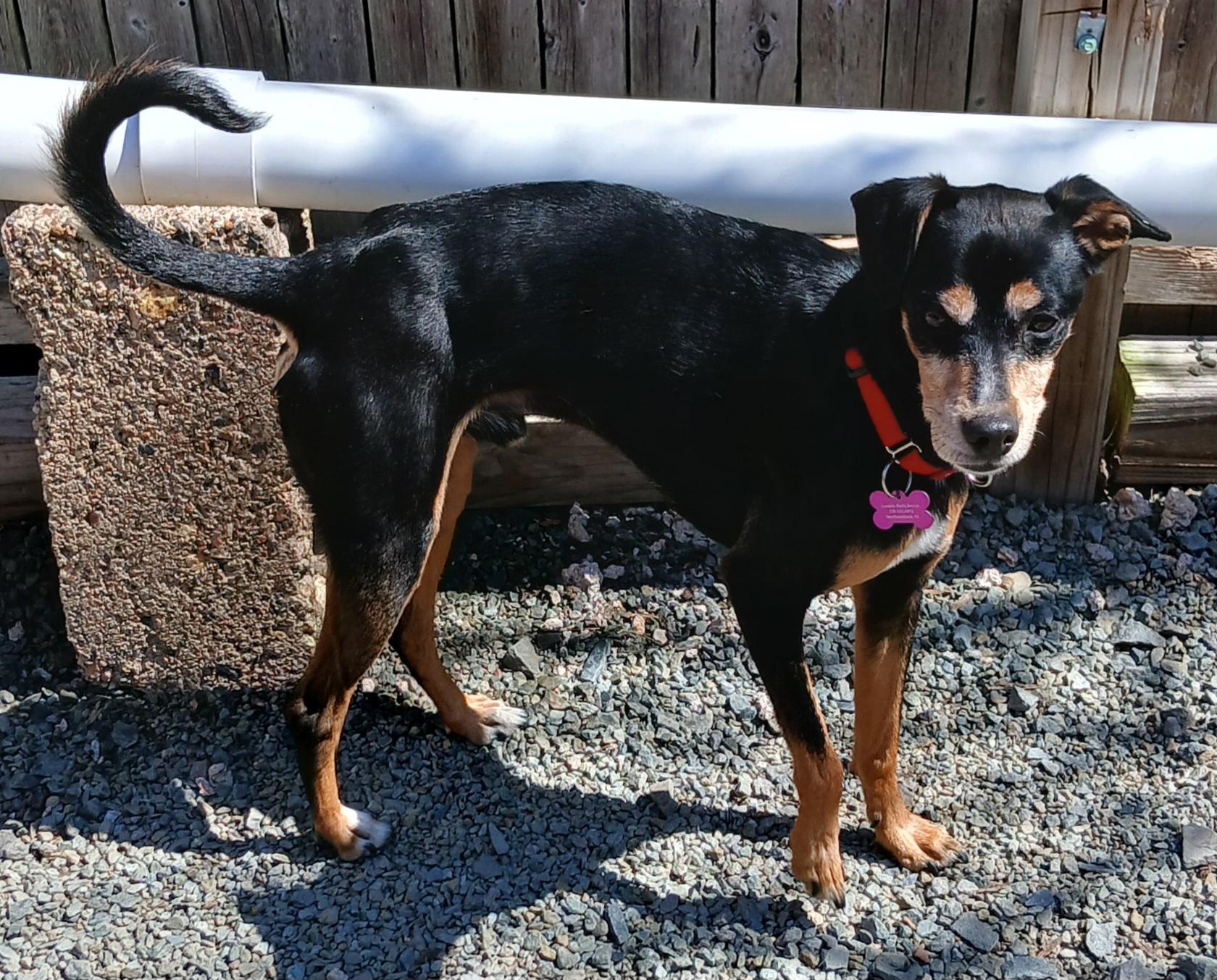 Enlarge Jojo, a ADOPTABLE mixed breed in Gardiner, NY image 3/5