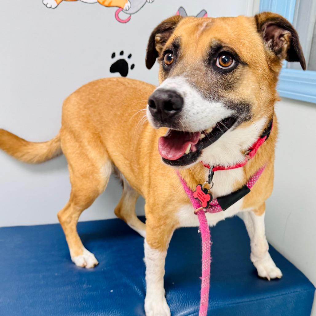 Angie, Adoptable, Adult Female Terrier.