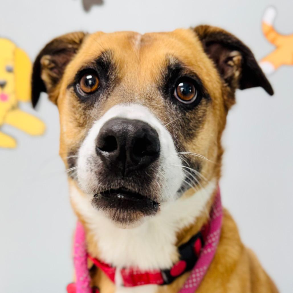 Enlarge Angie, a Adoptable Terrier in Lebanon, MO image 2/5