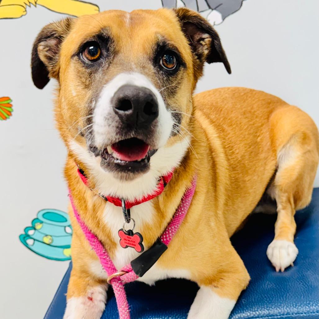Enlarge Angie, a Adoptable Terrier in Lebanon, MO image 3/5