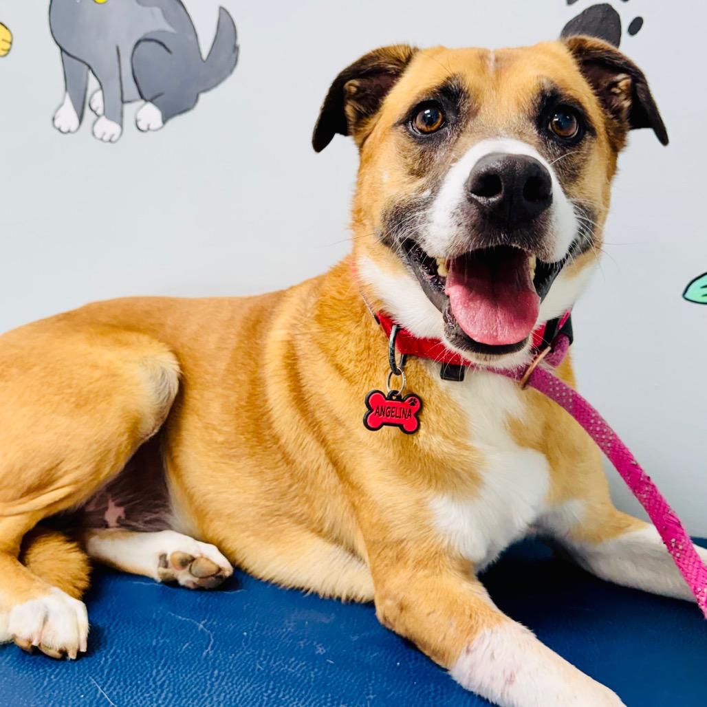 Enlarge Angie, a Adoptable Terrier in Lebanon, MO image 4/5