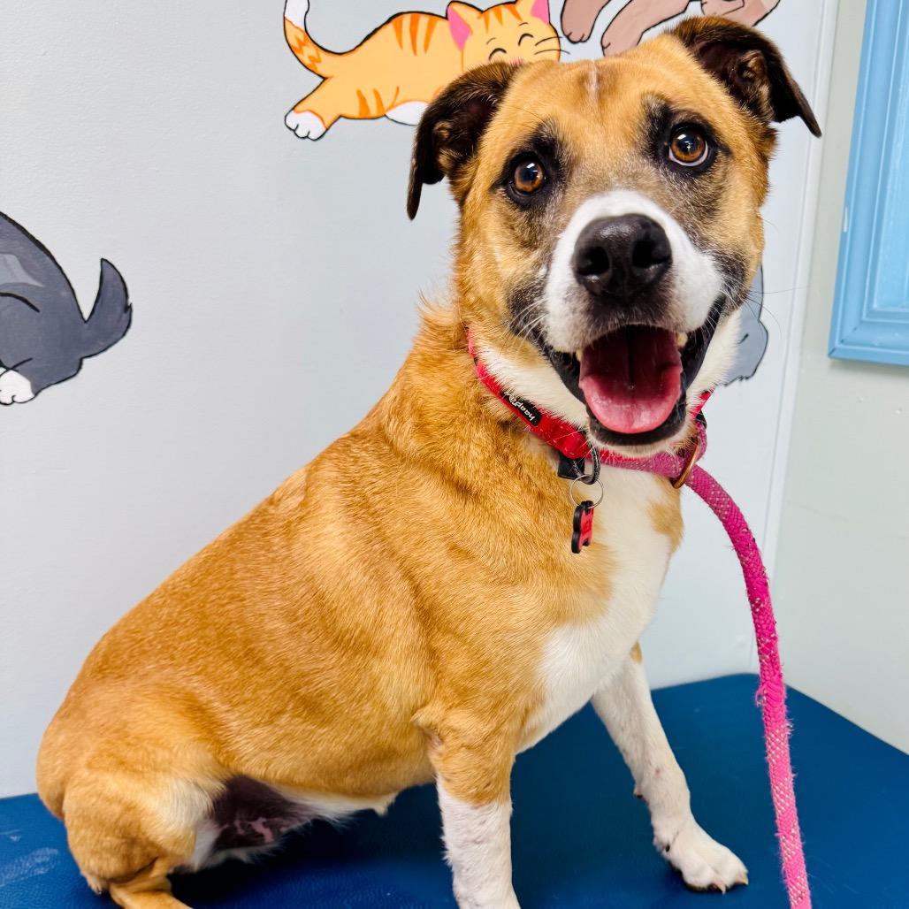 Enlarge Angie, a Adoptable Terrier in Lebanon, MO image 5/5
