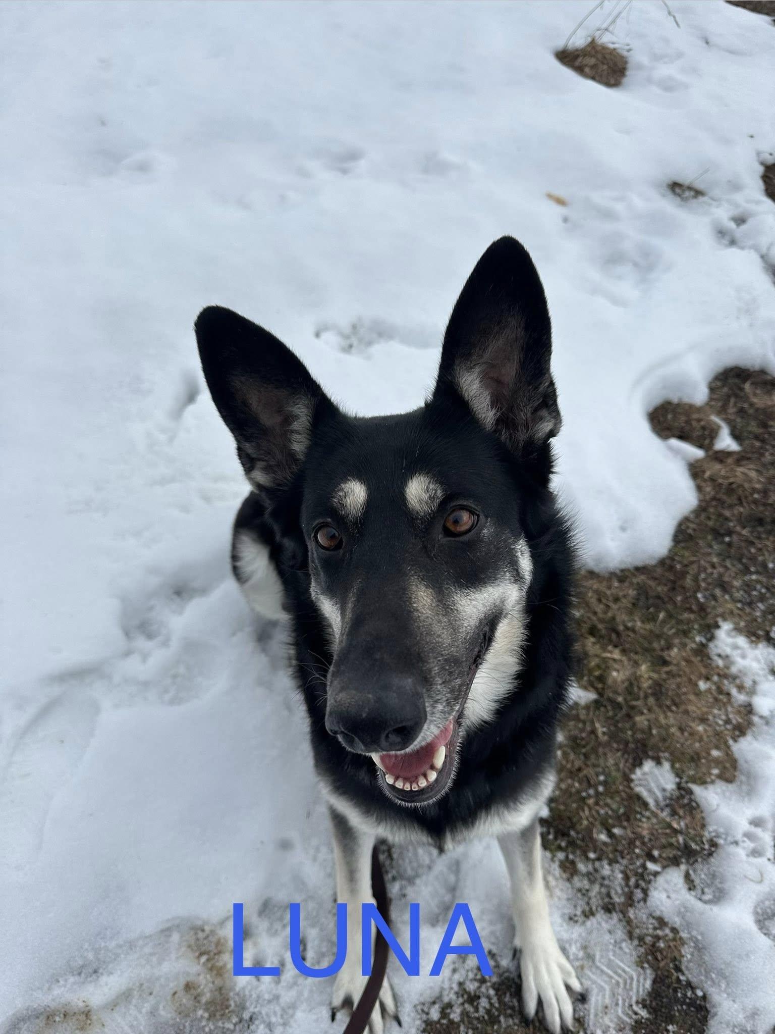 Enlarge Luna, an adopted German Shepherd Dog in Bellaire, MI image 1/1