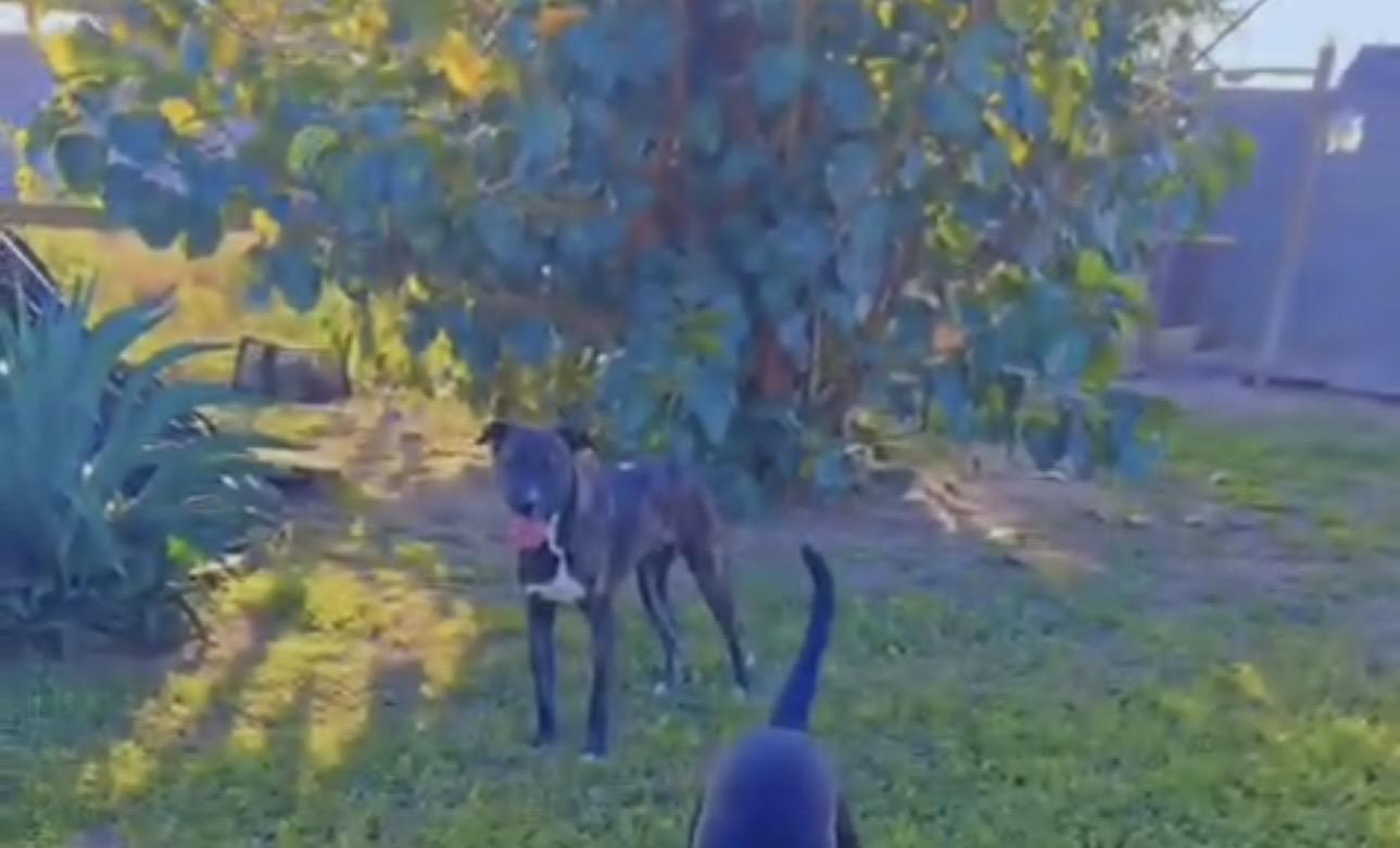 Enlarge Logan, a ADOPTABLE mixed breed in MISSION, TX image 2/6