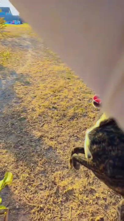 Enlarge Logan, a ADOPTABLE mixed breed in MISSION, TX video 3/6