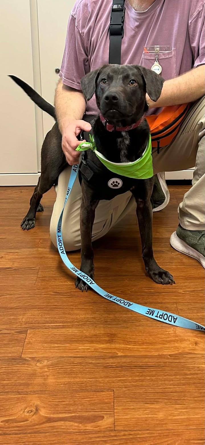 Enlarge Ranger, an adopted Mixed Breed in Urbana, IL image 5/5