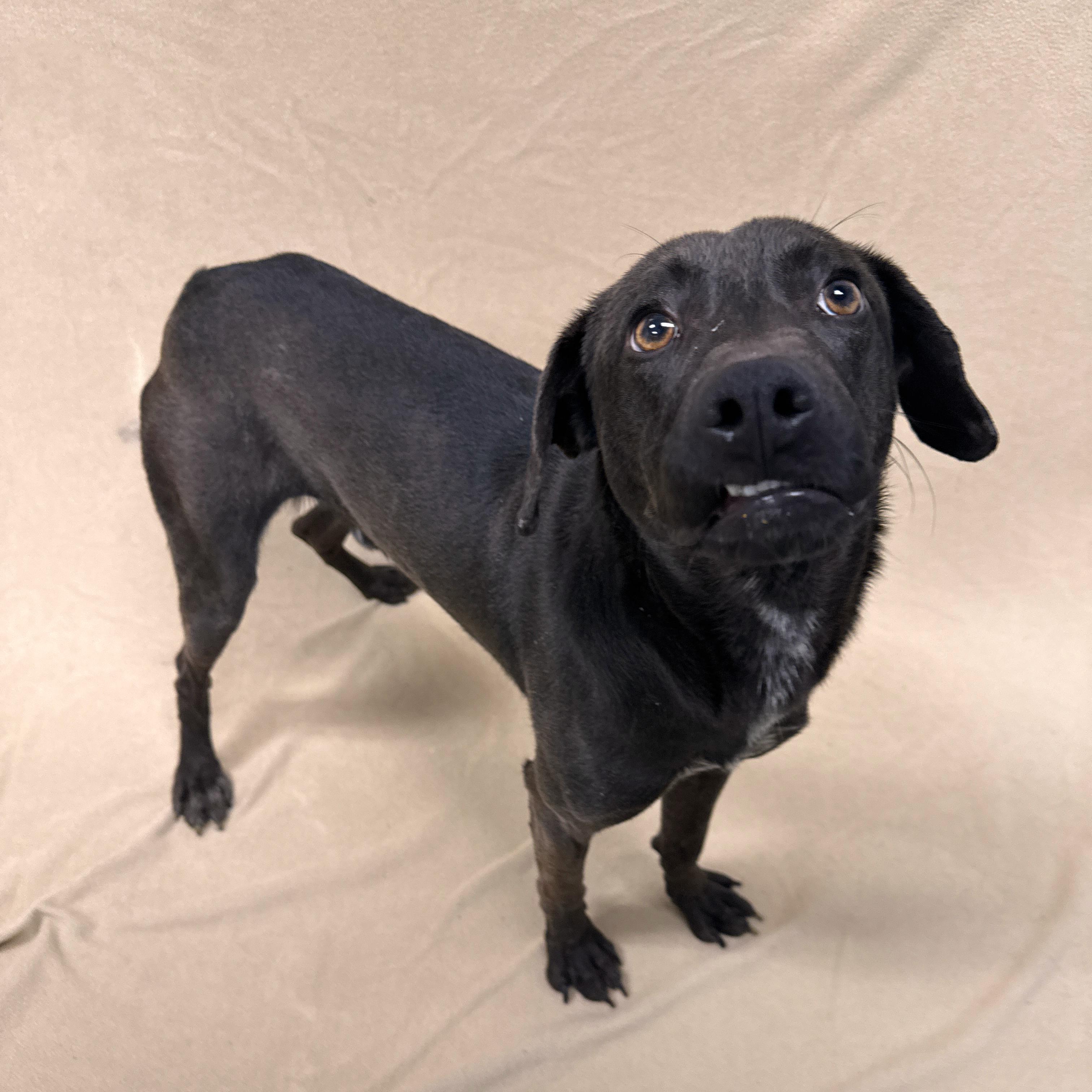 Ranger, ADOPTABLE, Young Male Mixed Breed.