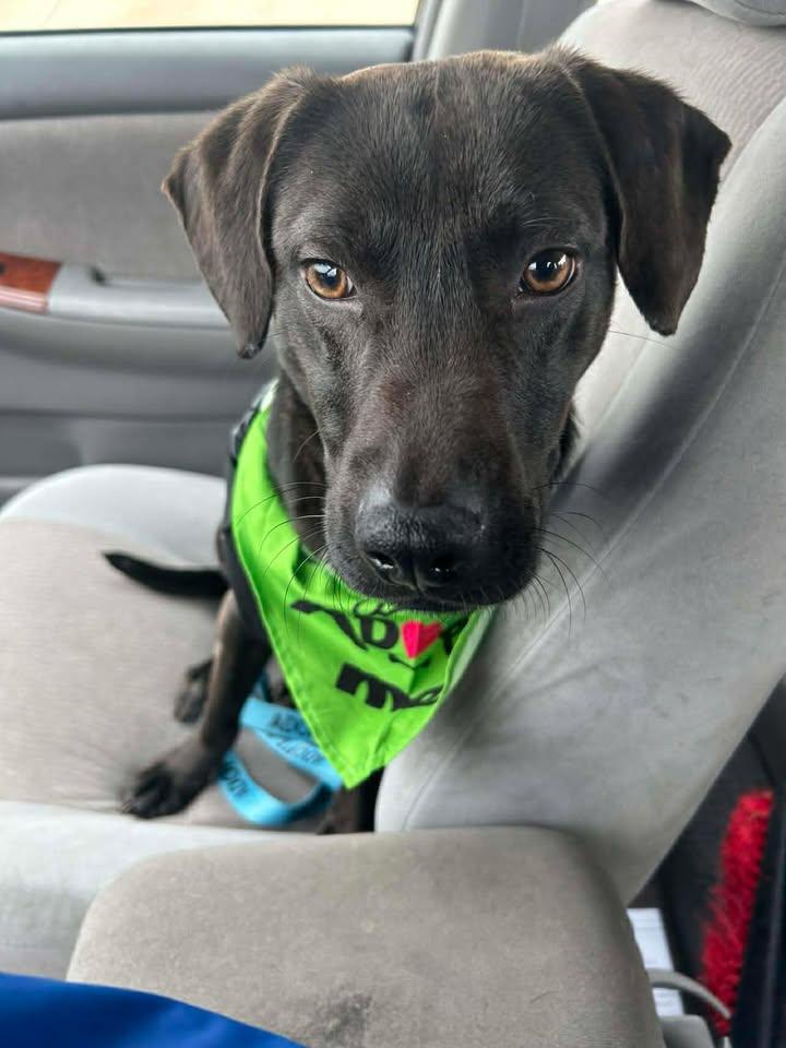 Enlarge Ranger, an adopted Mixed Breed in Urbana, IL image 4/5