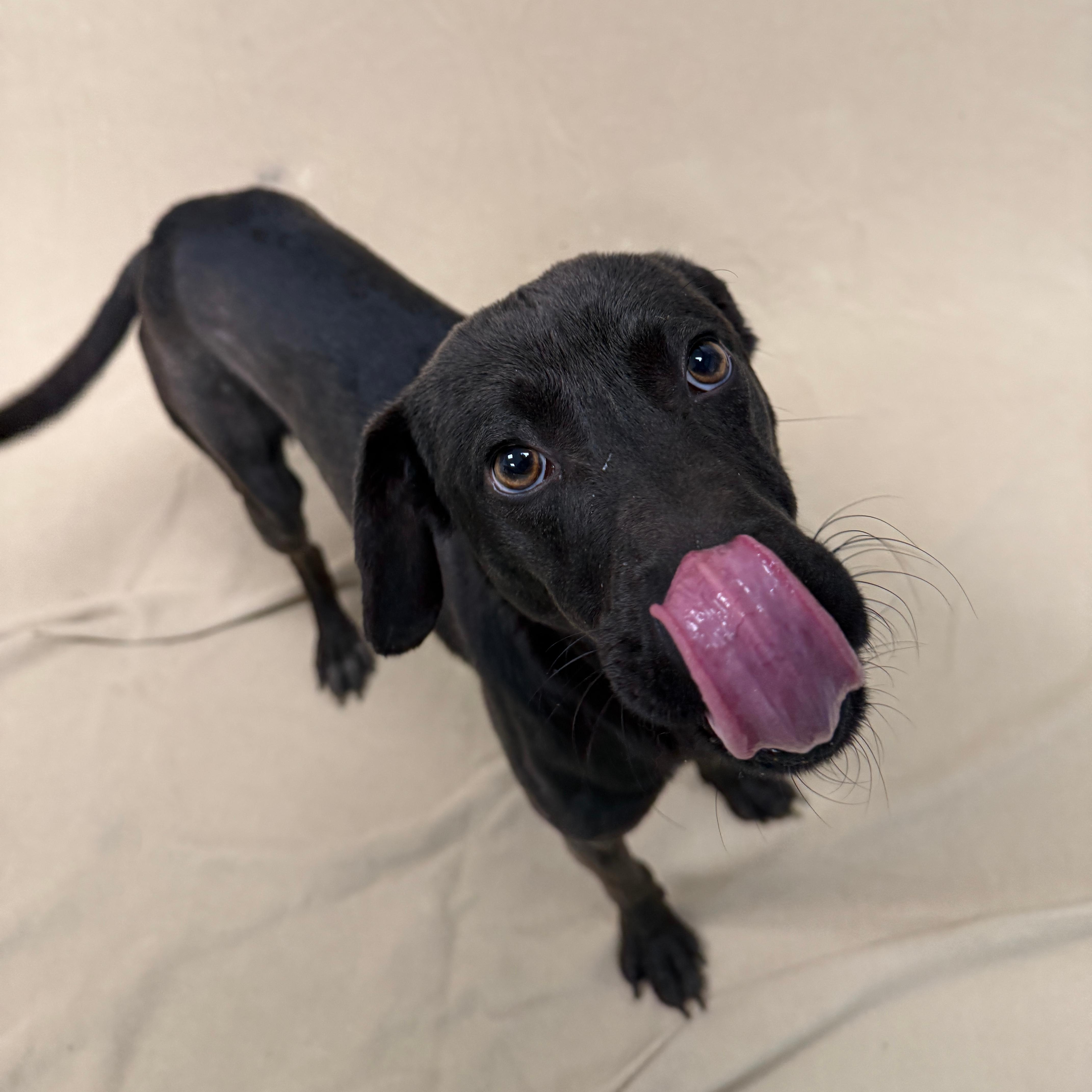 Ranger, ADOPTABLE, Young Male Mixed Breed.