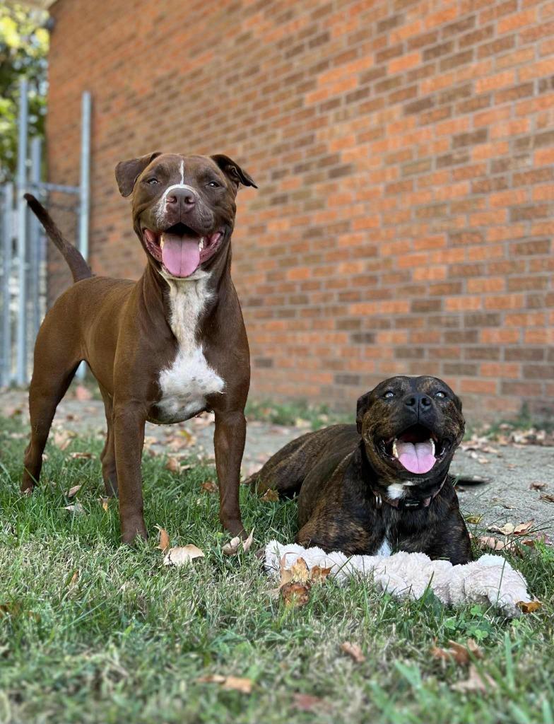 Tank, Adoptable, Adult Male Pit Bull Terrier.