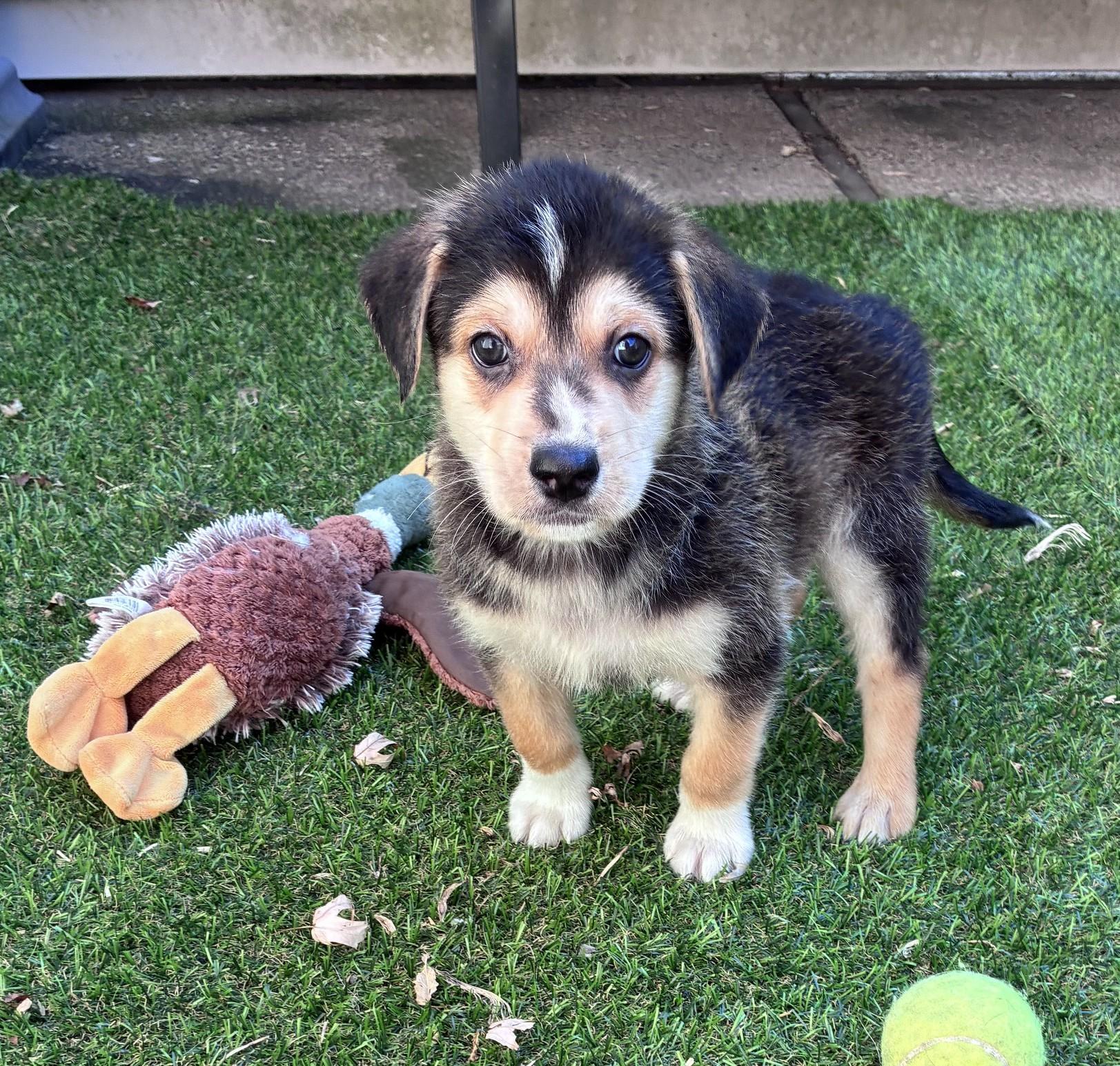 Mitchell, a ADOPTABLE mixed breed in Minneapolis, MN image 5/5
