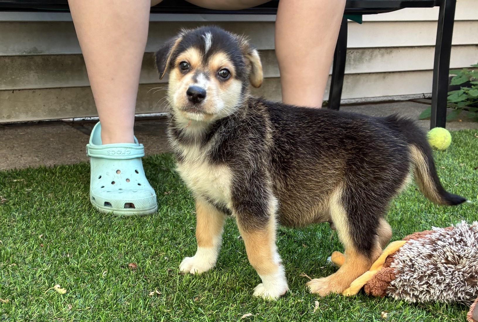 Mitchell, a ADOPTABLE mixed breed in Minneapolis, MN image 2/5
