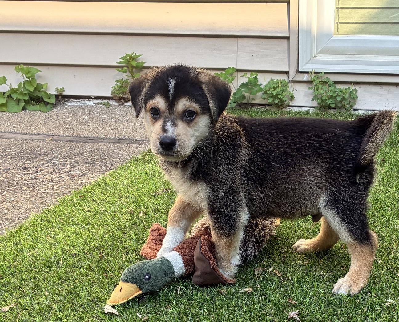 Mitchell, a ADOPTABLE mixed breed in Minneapolis, MN image 3/5