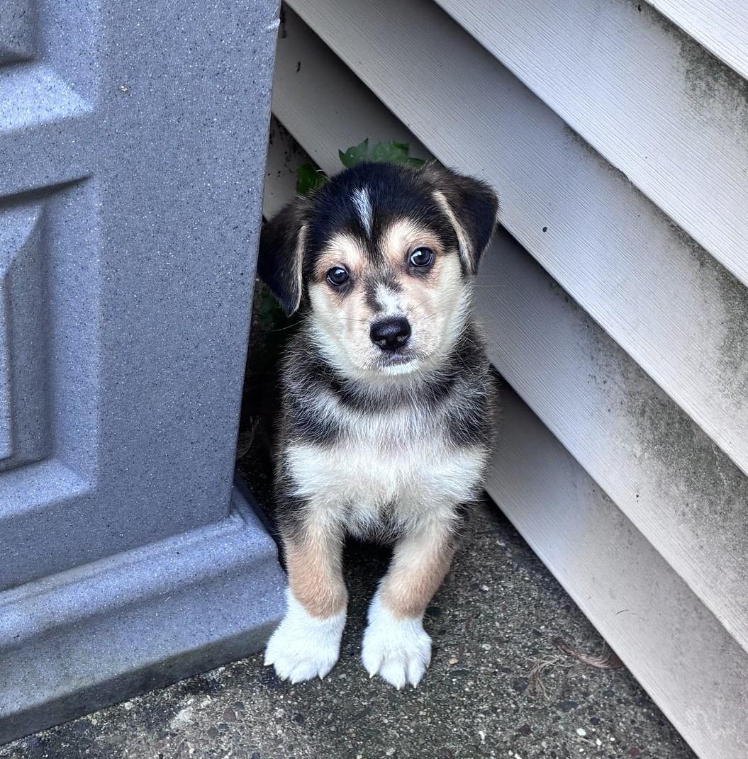 Mitchell, ADOPTABLE, Puppy Male Shepherd & Mixed Breed.
