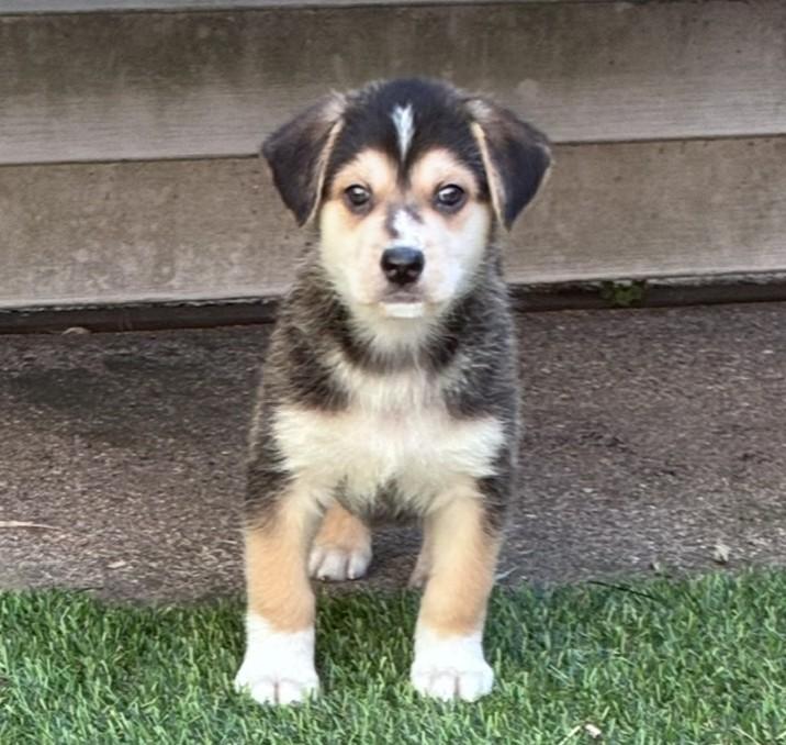 Mitchell, a ADOPTABLE mixed breed in Minneapolis, MN image 4/5