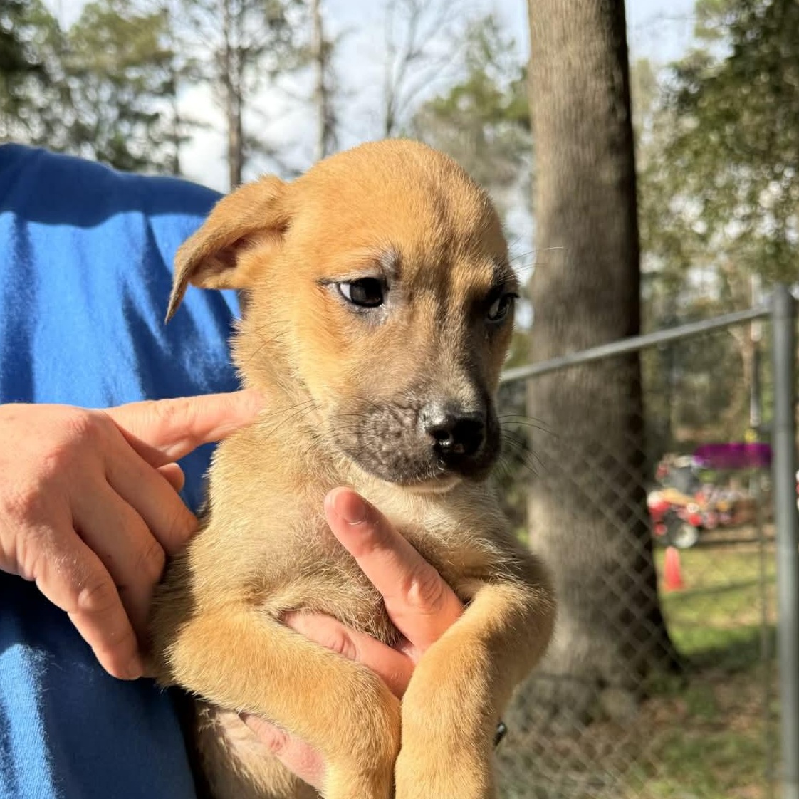 Enlarge Chance, a ADOPTABLE mixed breed in Bristol, VT image 1/2