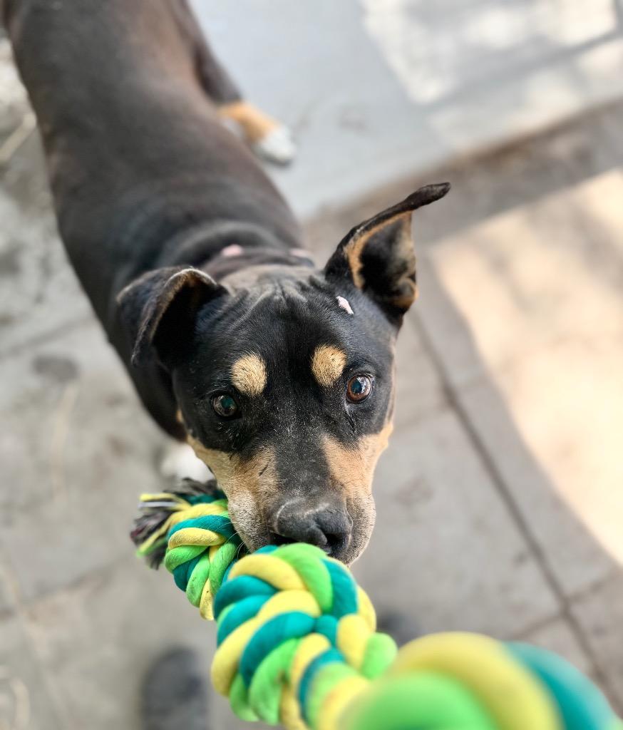 Enlarge Rocco, a Adoptable mixed breed in Waynesville, GA image 1/6