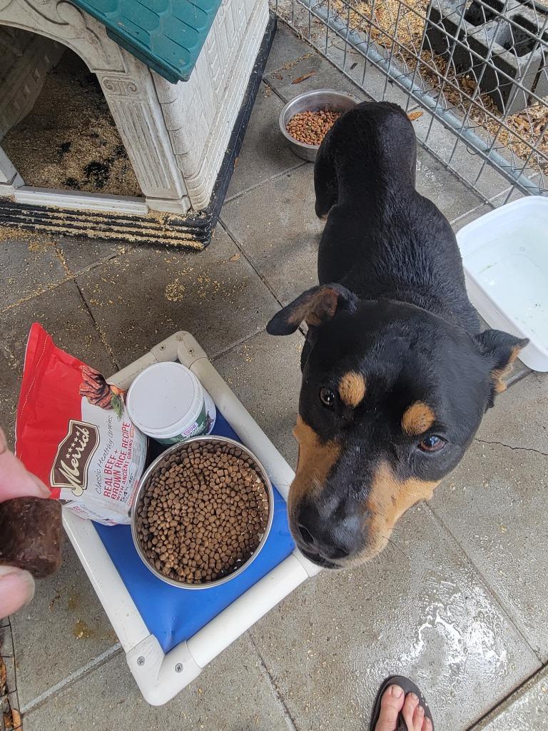 Enlarge Rocco, a Adoptable mixed breed in Waynesville, GA image 2/6