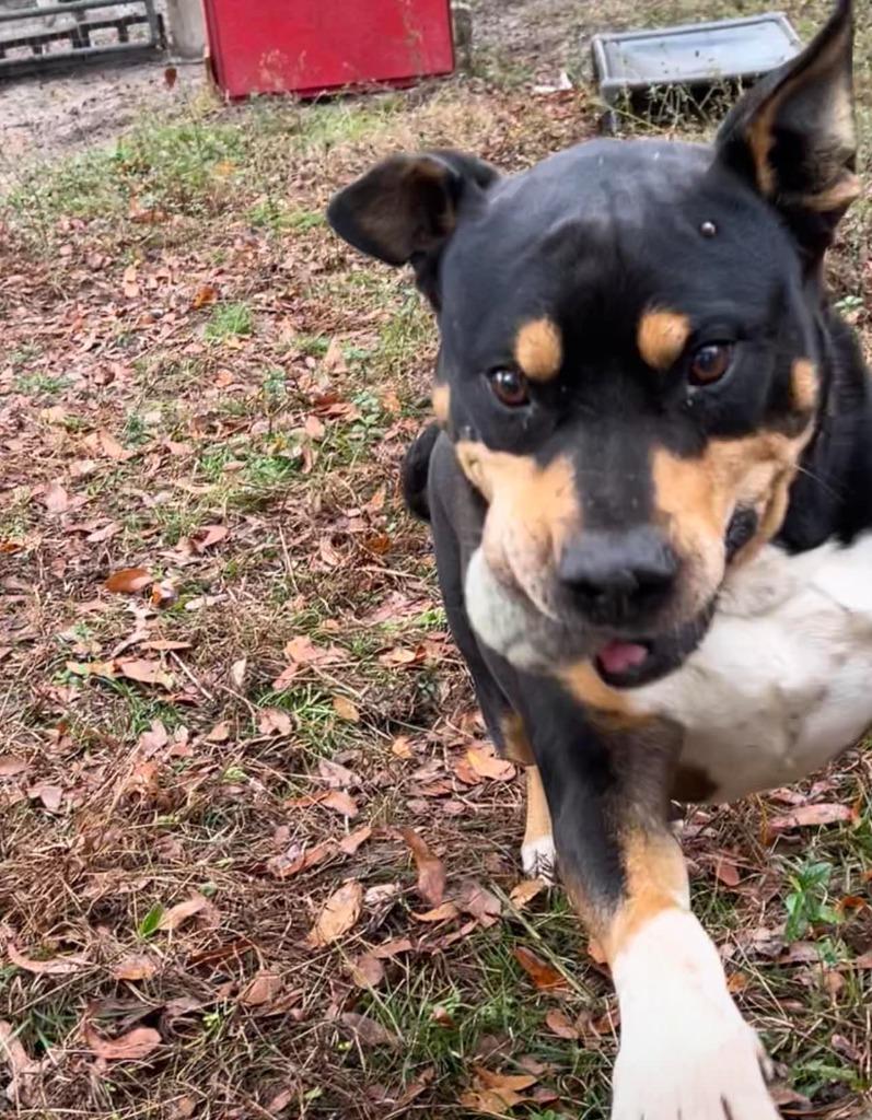 Enlarge Rocco, a Adoptable mixed breed in Waynesville, GA image 4/6