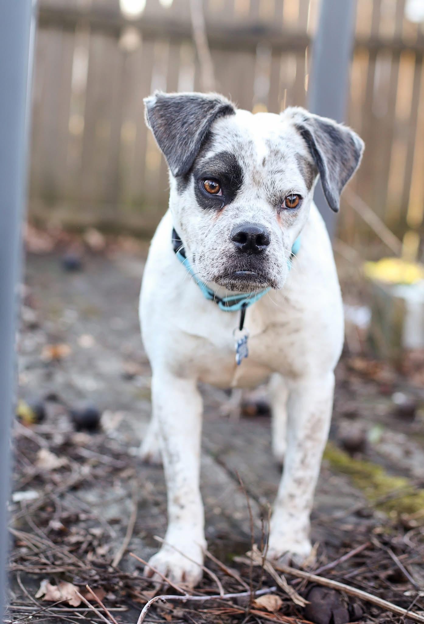 Ryan, ADOPTABLE, Adult Male American Bulldog & Cattle Dog.