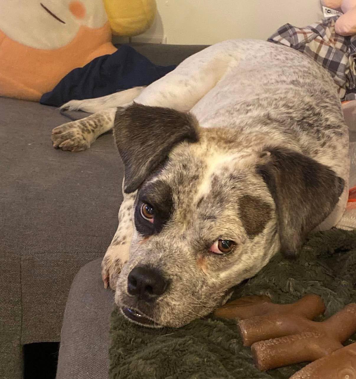 Enlarge Ryan, a ADOPTABLE mixed breed in Wappingers Falls, NY image 5/5