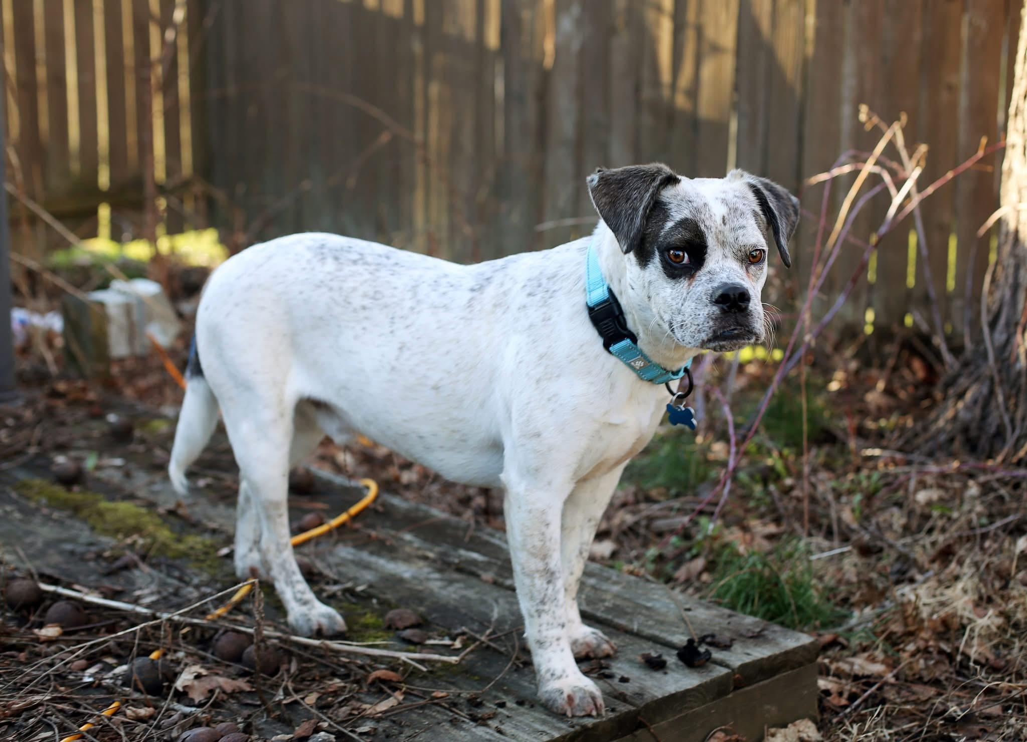 Enlarge Ryan, a ADOPTABLE mixed breed in Wappingers Falls, NY image 2/5