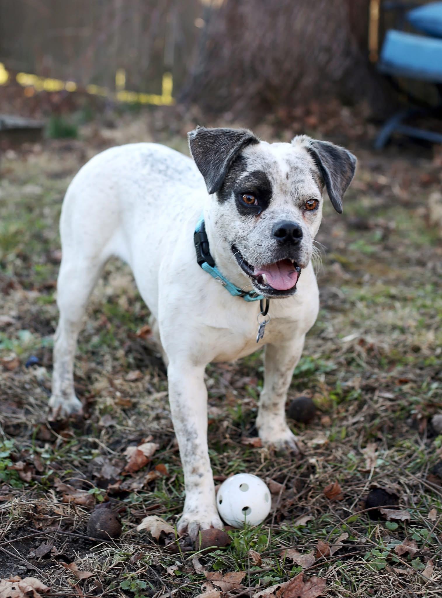 Enlarge Ryan, a ADOPTABLE mixed breed in Wappingers Falls, NY image 3/5