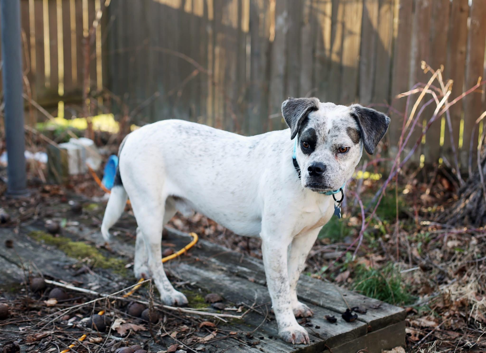 Enlarge Ryan, a ADOPTABLE mixed breed in Wappingers Falls, NY image 4/5