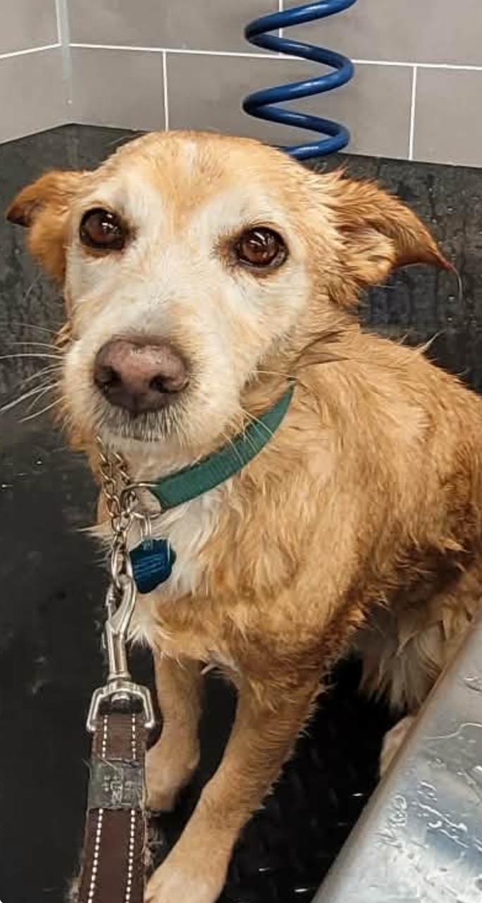Mabel, Adoptable, Adult Female Terrier.