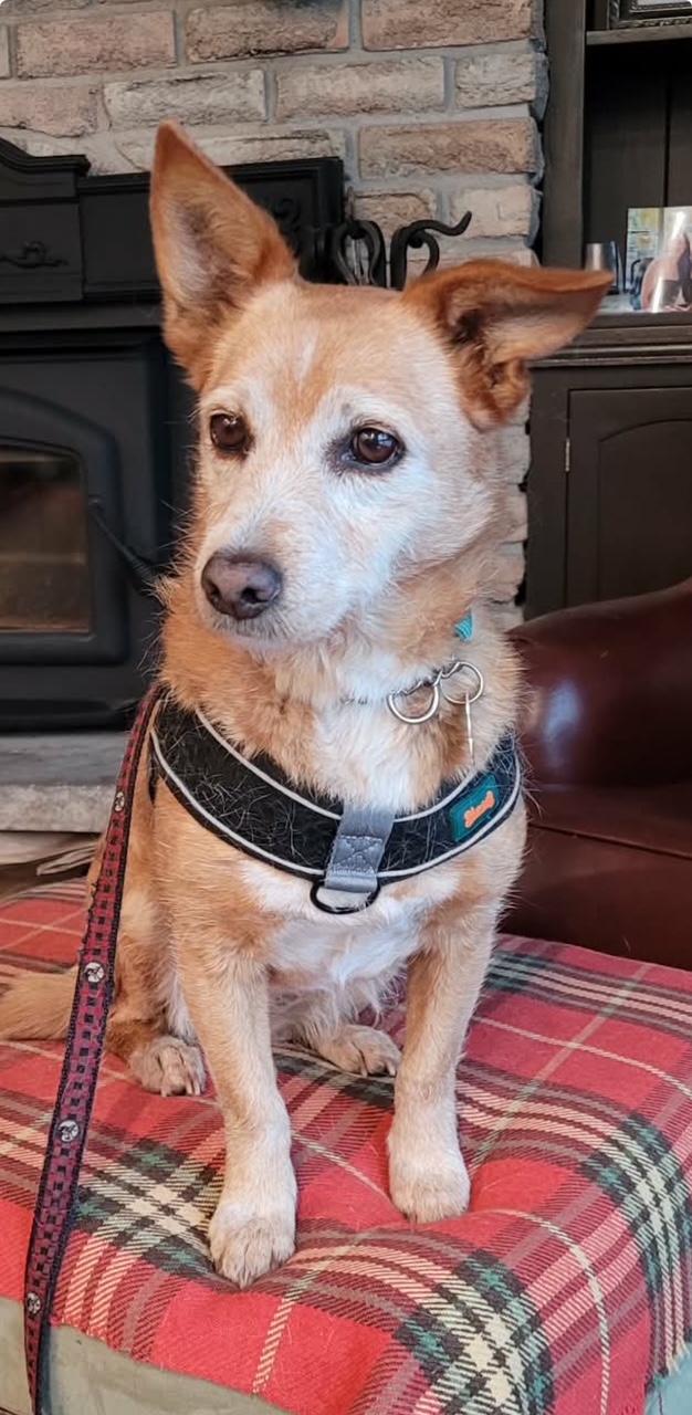 Enlarge Mabel, a Adoptable mixed breed in Terra Cotta, ON image 2/6