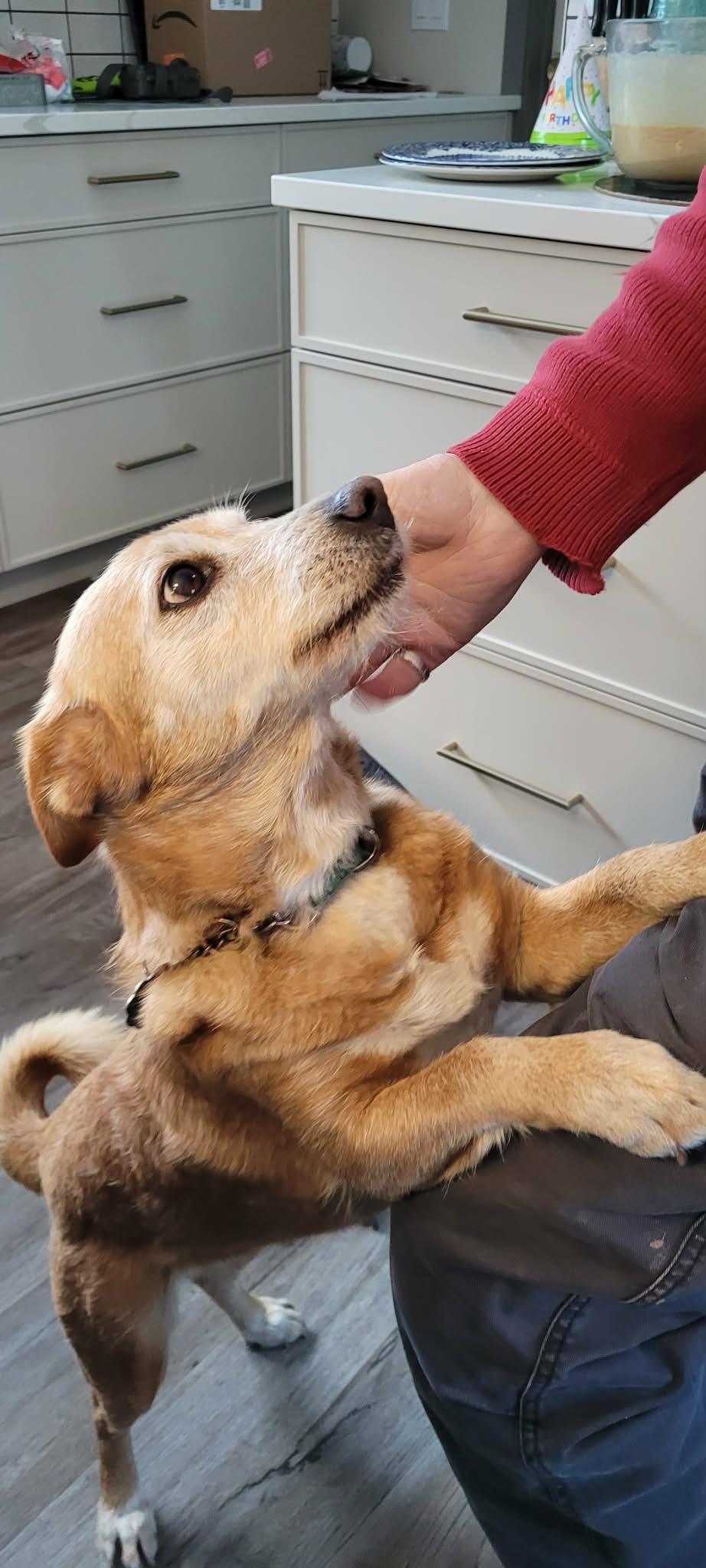 Enlarge Mabel, a Adoptable mixed breed in Terra Cotta, ON image 3/6