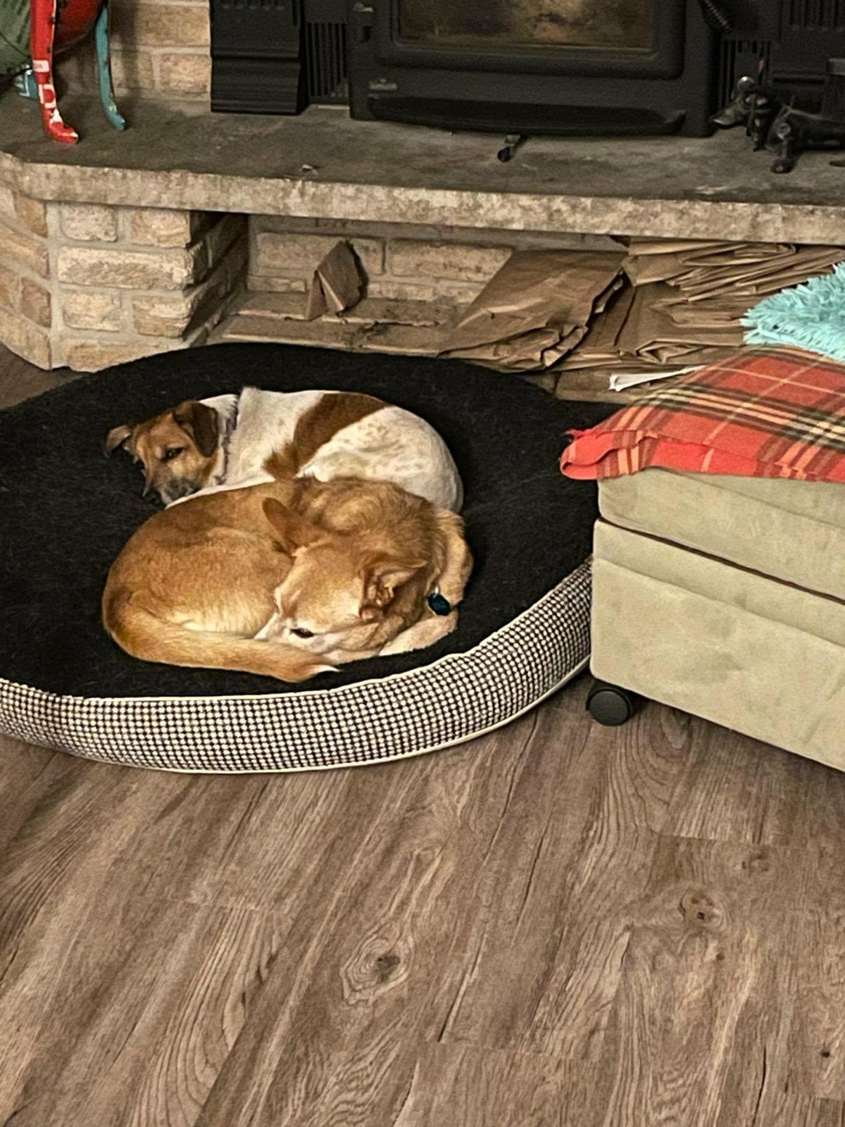 Enlarge Mabel, a Adoptable mixed breed in Terra Cotta, ON image 5/6