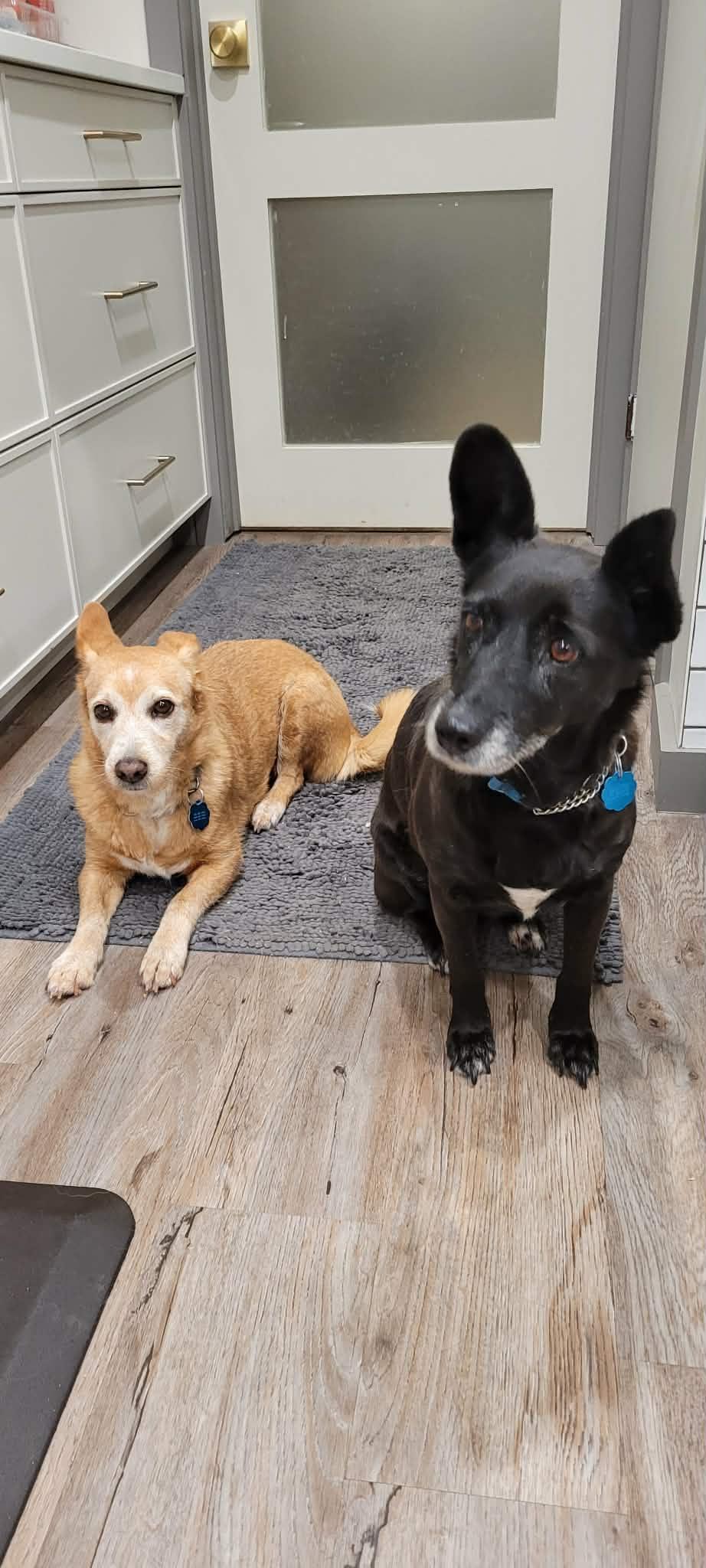 Enlarge Mabel, a Adoptable mixed breed in Terra Cotta, ON image 6/6