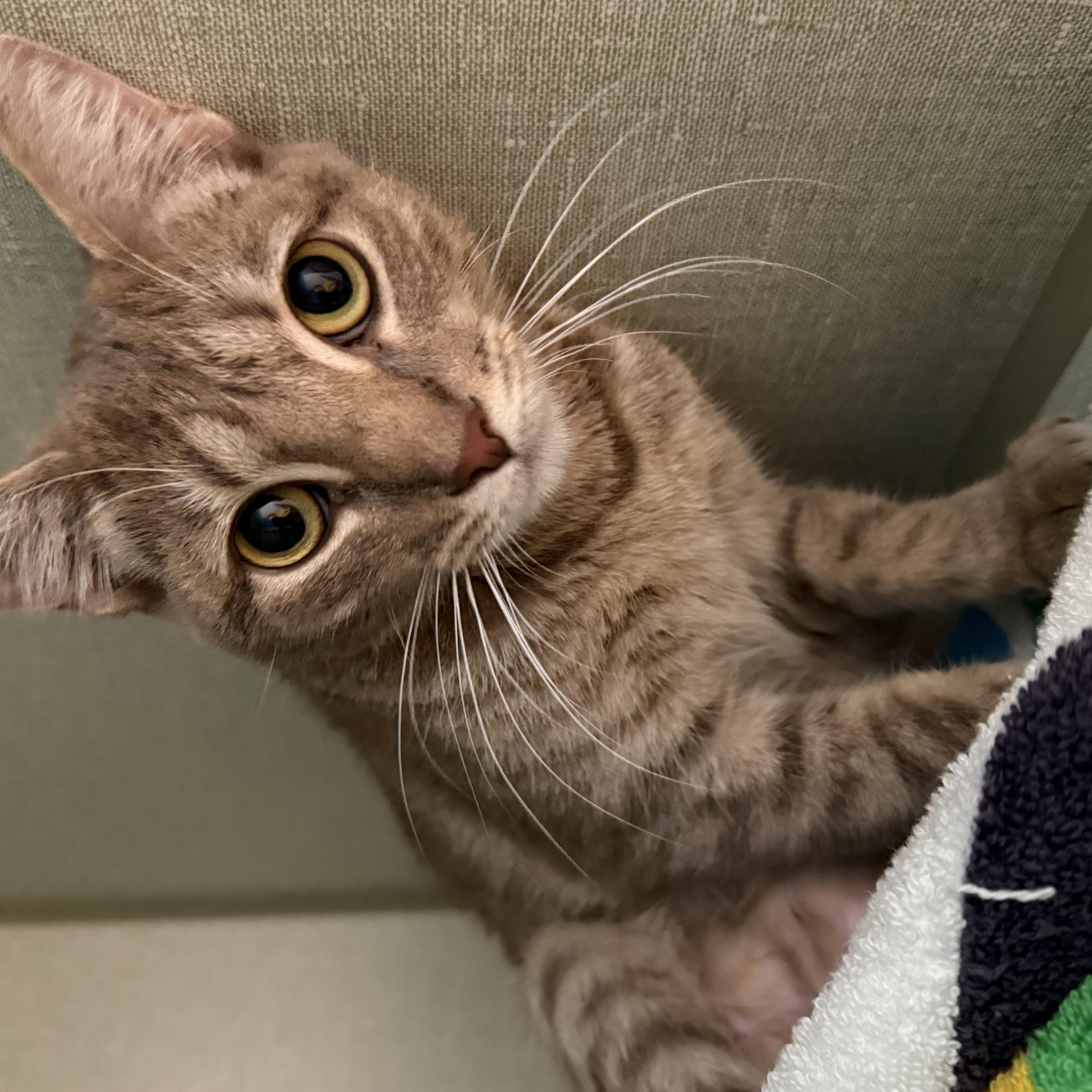 Jocelyn, Adoptable, Young Female Tabby.