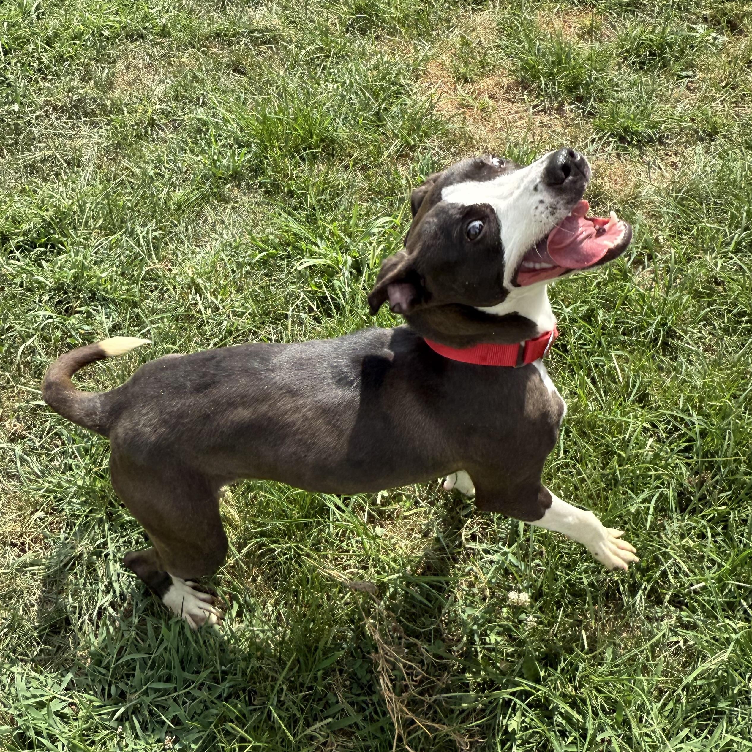Cashew, a Adoptable mixed breed in Monroe, OH image 2/6