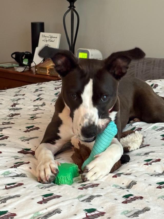 Cashew, a Adoptable mixed breed in Monroe, OH image 1/6