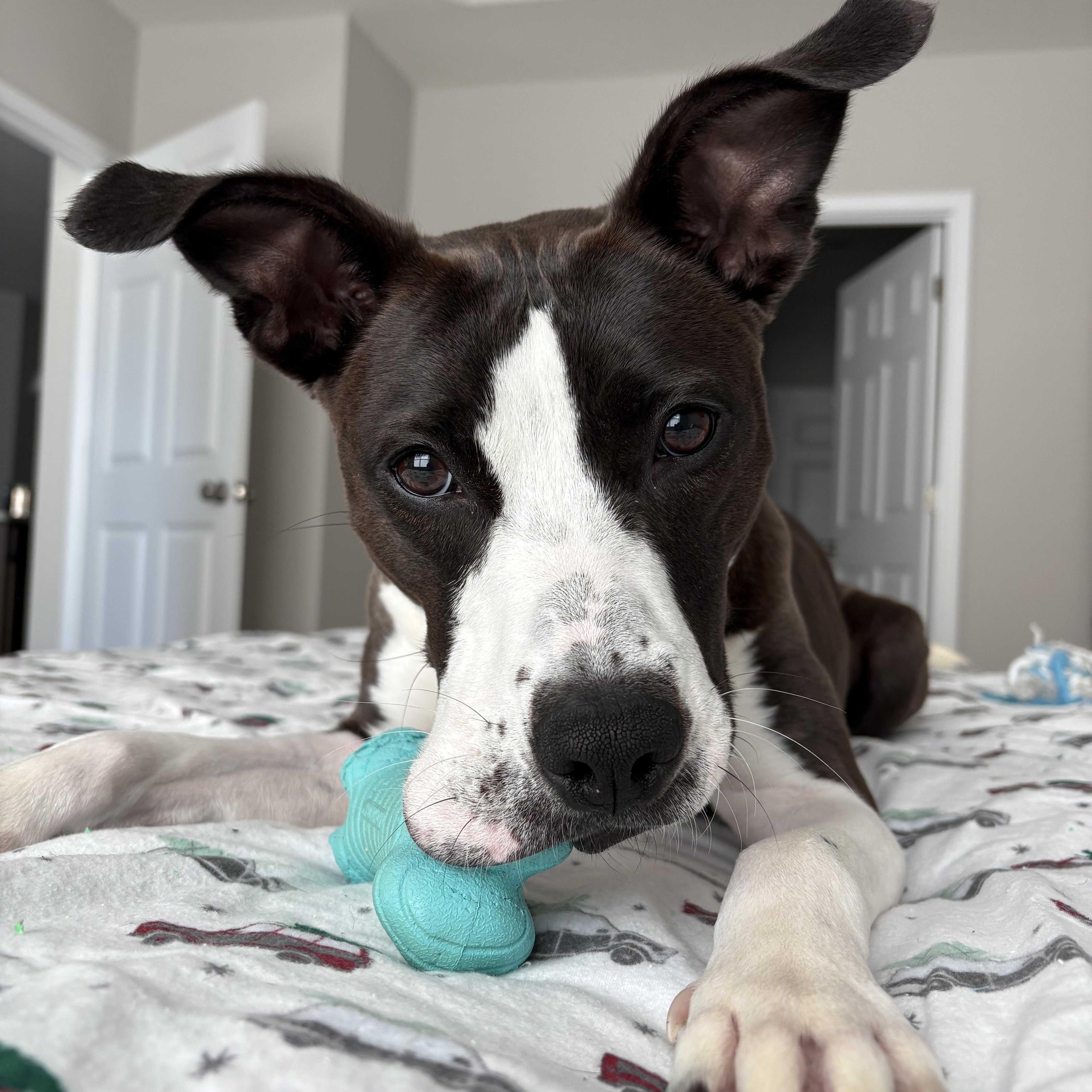 Cashew, a Adoptable mixed breed in Monroe, OH image 3/6