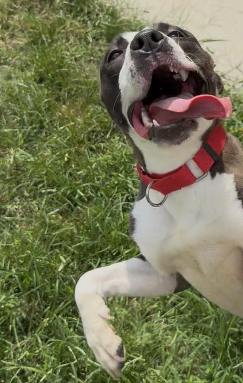 Cashew, a Adoptable mixed breed in Monroe, OH image 5/6