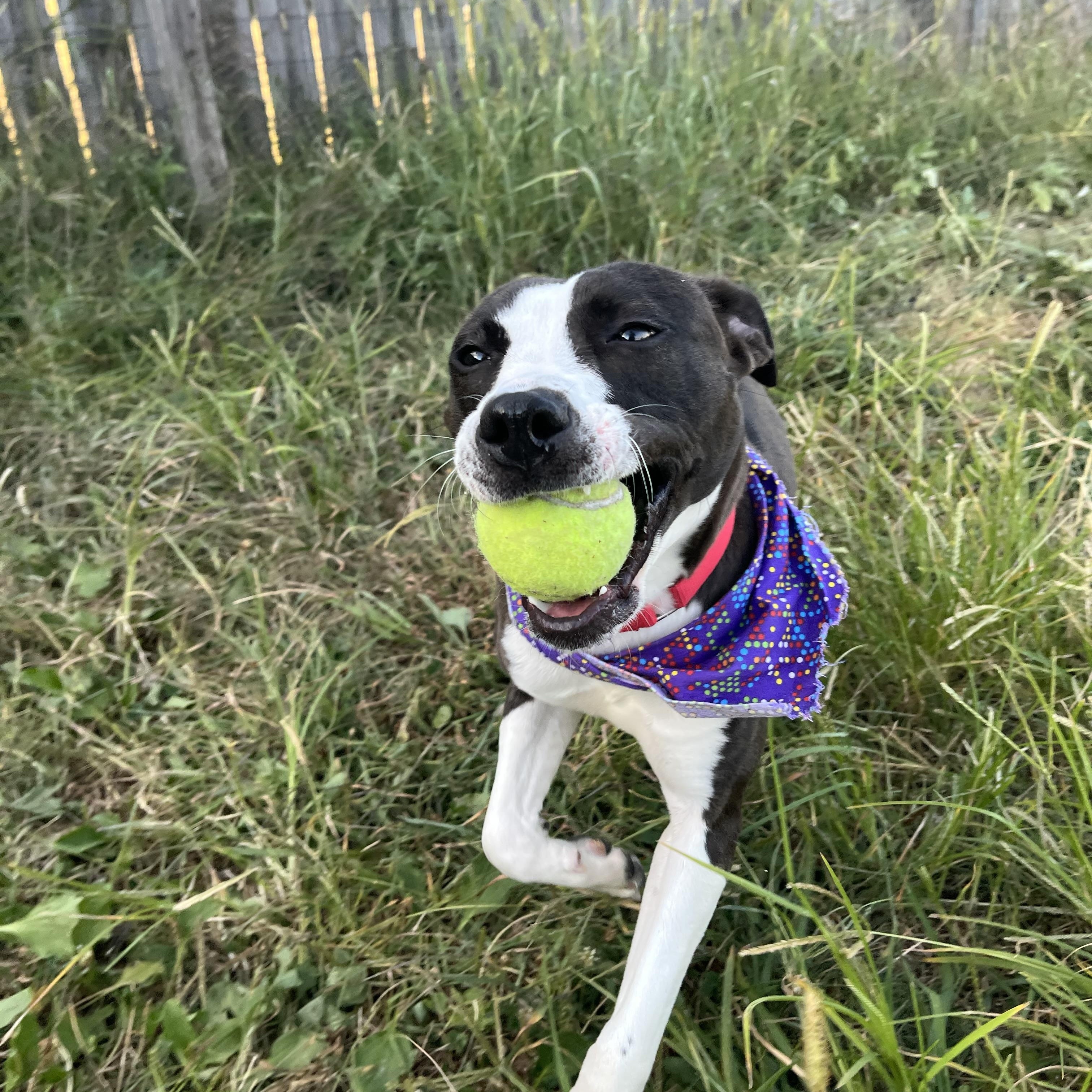 Cashew, a Adoptable mixed breed in Monroe, OH image 6/6