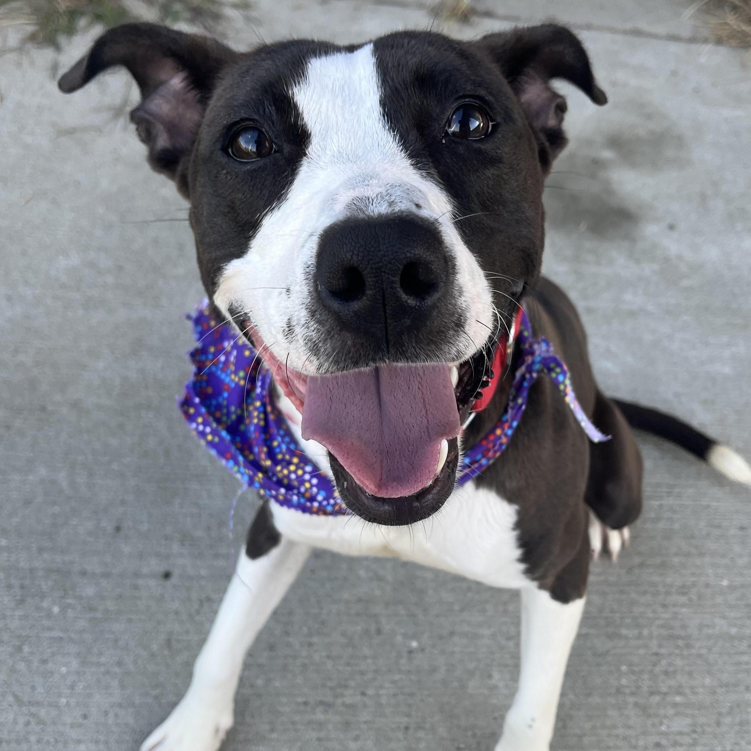 Cashew, a Adoptable mixed breed in Monroe, OH image 4/6
