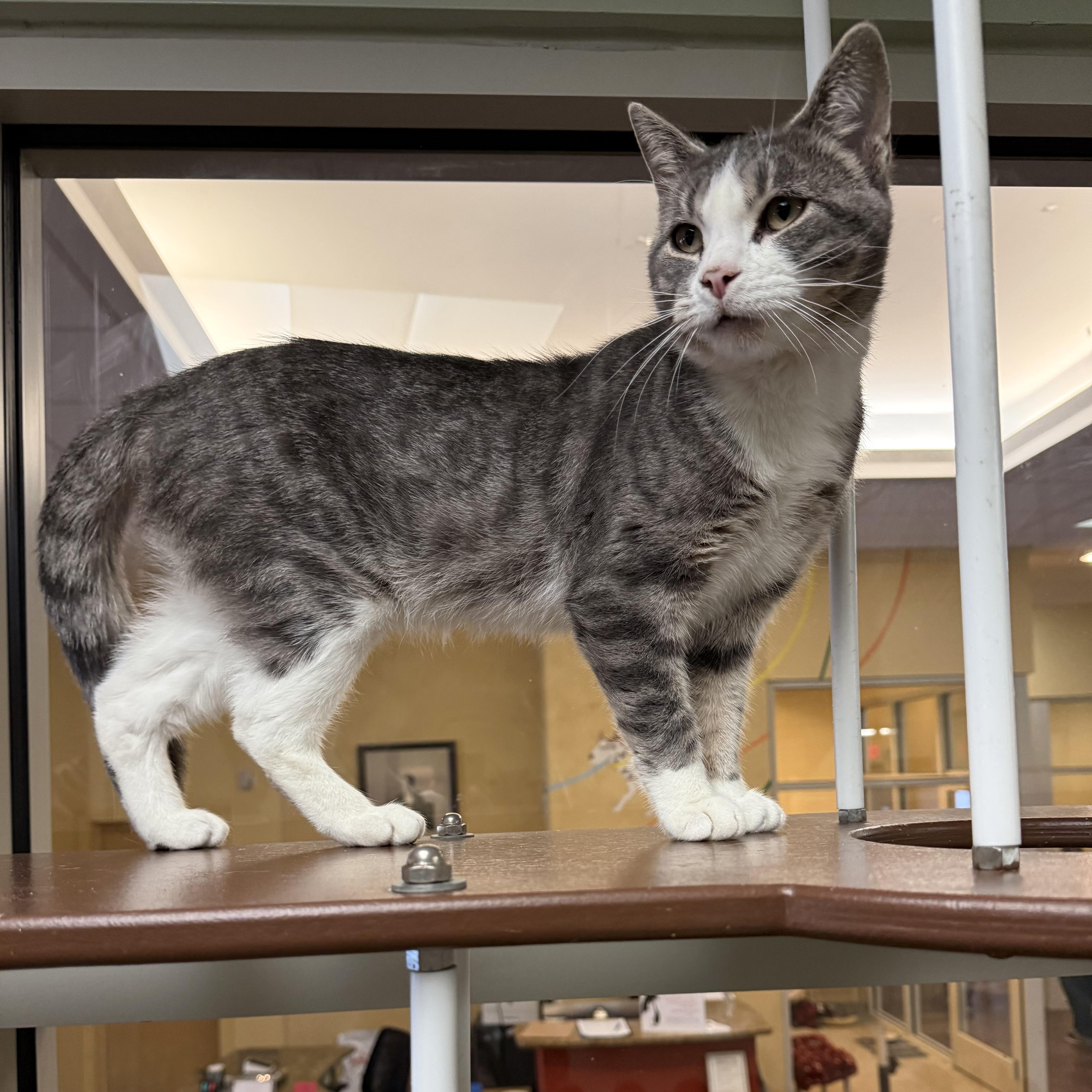 Enlarge Floyd, a Adoptable Domestic Short Hair in Brownsville, VT image 1/1