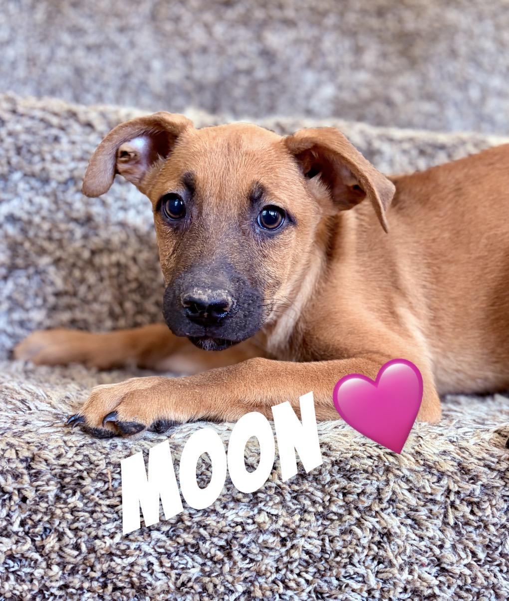 Moon, Adoptable, Puppy Female German Shepherd Dog & Belgian Shepherd / Malinois.